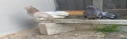 Pigeons birds for sale: Indian fantail  - Advert 8