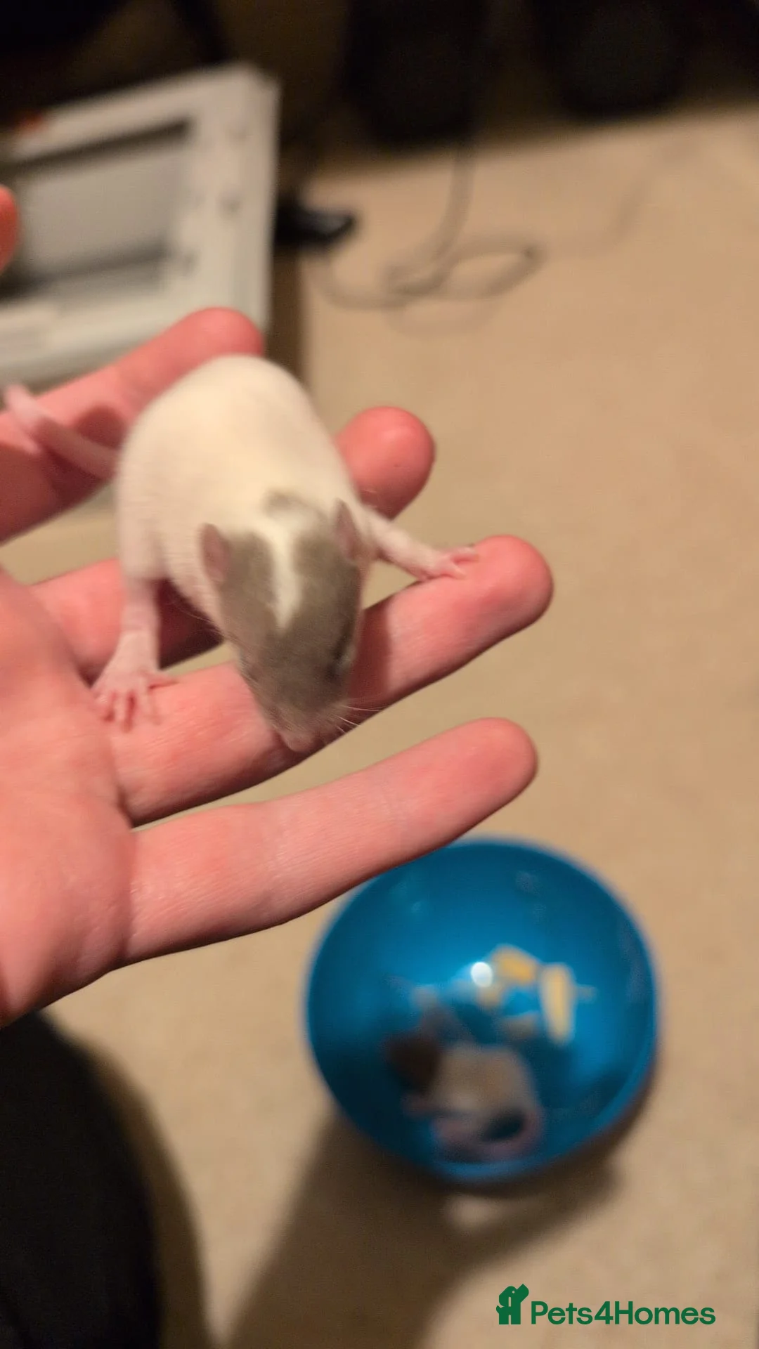 Rat rodents for sale: Multiple different Breeds, hand tame rats - Advert 3