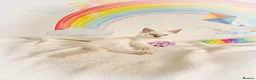Ragdoll cats for sale: GCCF Registered Ragdoll Kittens - Advert 31