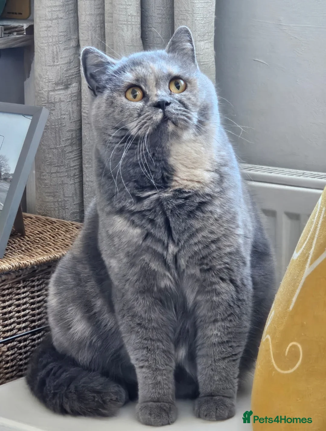 British Shorthair cats for sale: British Shorts  - Advert 4