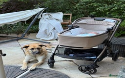 Shepsky dogs for sale: Beautiful Bitch for adoption we don’t want money - Image 14