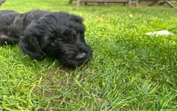 Portuguese Water Dog dogs for sale: Portuguese Water Dog puppies for sale in Oakham - Image 7