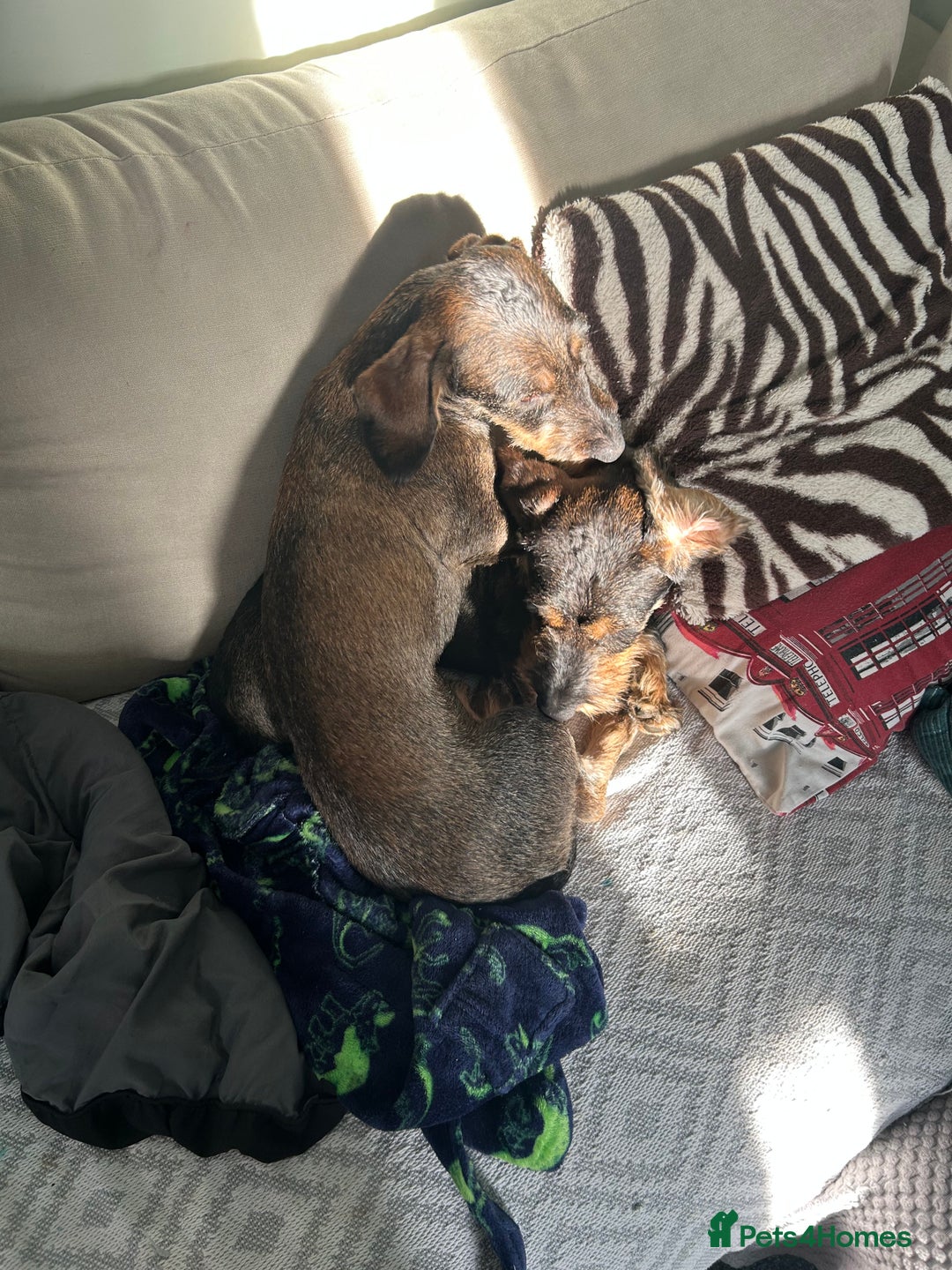 Dachshund dogs for sale: Teckel Dachshund for rehoming - Advert 4
