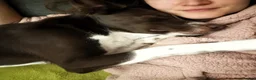 Border Collie dogs for sale: Litter expected June/July 2026 - Advert 5