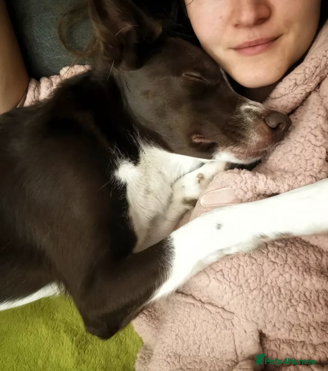 Border Collie dogs for sale: Litter expected June/July 2026 - Advert 5