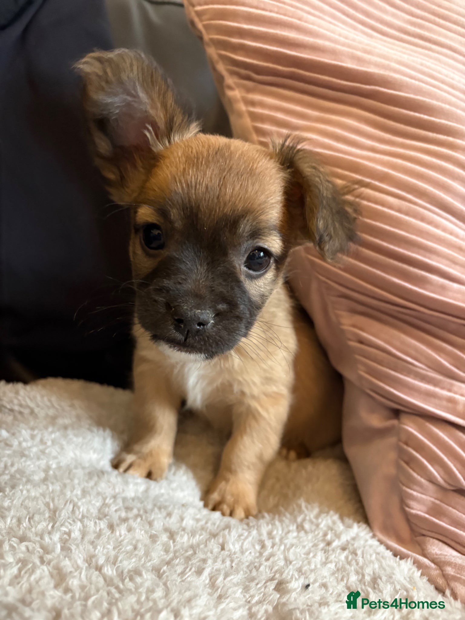 Mixed Breed dogs Frenchie-Poos - Advert 2