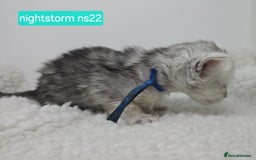 Maine Coon cats for sale: Maine Coon Kittens Silver Imported Shaded Lines - Image 3