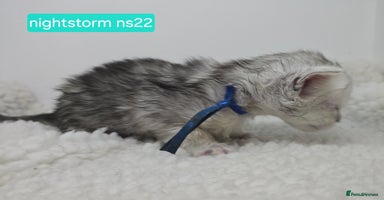 Maine Coon cats - Advert 7