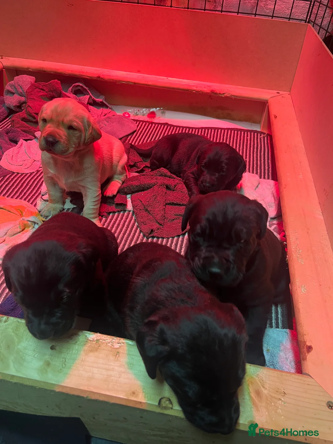 Labrador Retriever dogs for sale: Labrador Puppies for sale  - Advert 3