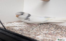 Budgerigars birds for sale: Baby budgies and starter cage  - Image 11