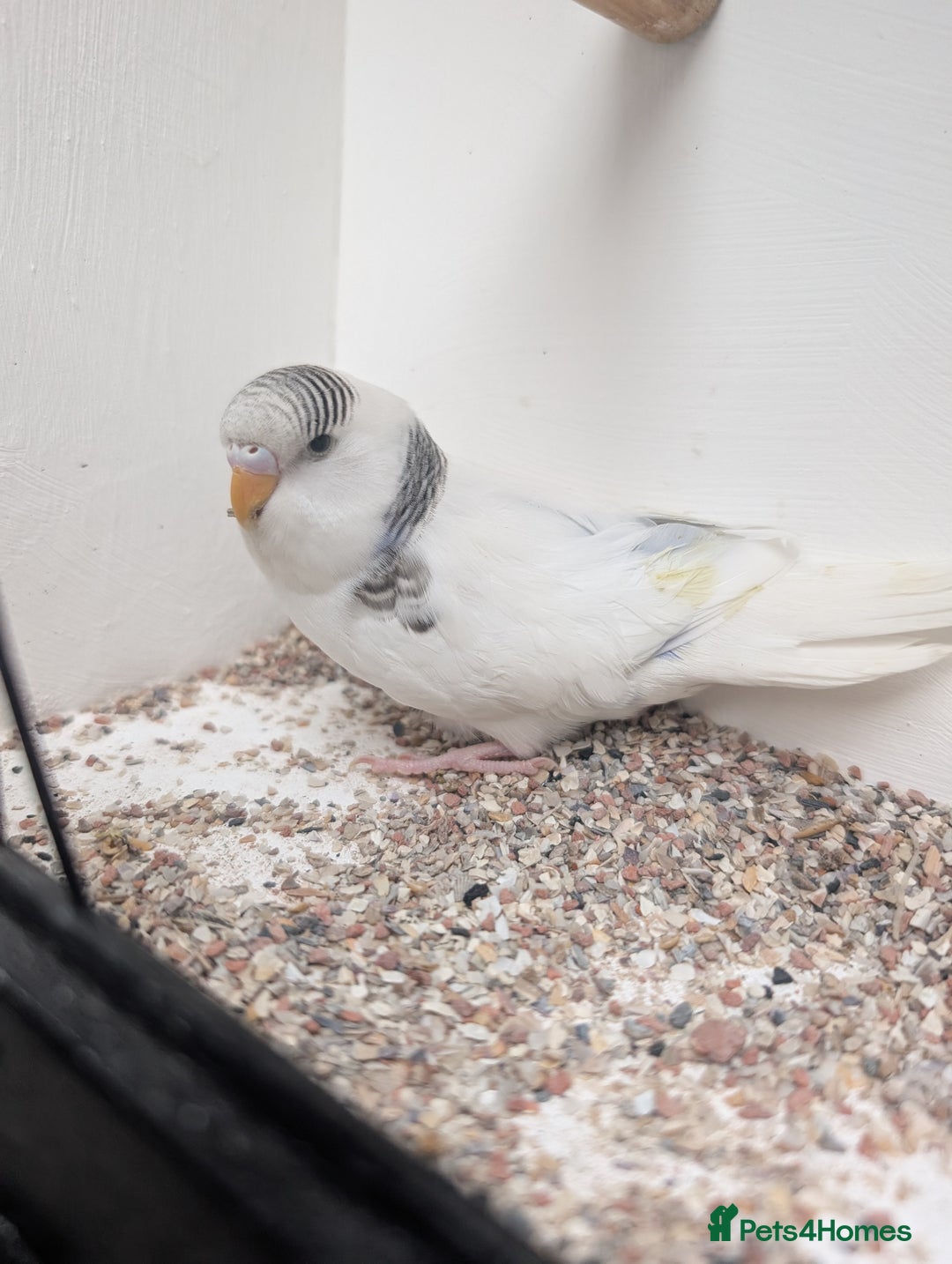 Budgerigars birds for sale: Baby budgies and starter cage  - Image 11