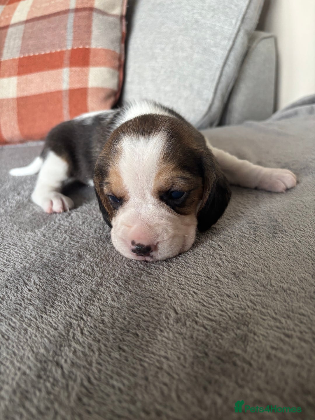 Beagle dogs for sale: Champion Sired KC reg Beagle Puppies - Image 2