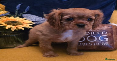 Cavalier King Charles Spaniel dogs Cavalier  King Charles Puppies - Advert 4