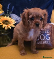 Cavalier King Charles Spaniel dogs Cavalier King Charles Puppies - Advert 4