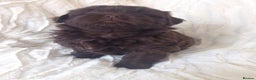 Shih Tzu dogs for stud: Solid None Fading Chocolate Imperial Shih Tzu in Canterbury - Advert 72