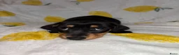Miniature Dachshund dogs for sale: Miniature smooth coated Dacshund’s  - Advert 17