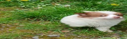 Jack Russell dogs for sale: 4 beautiful Jack Russel puppies £700 - Advert 7
