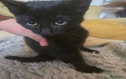 Mixed Breed cats for sale: Gorgeous kittens for sale - Image 2