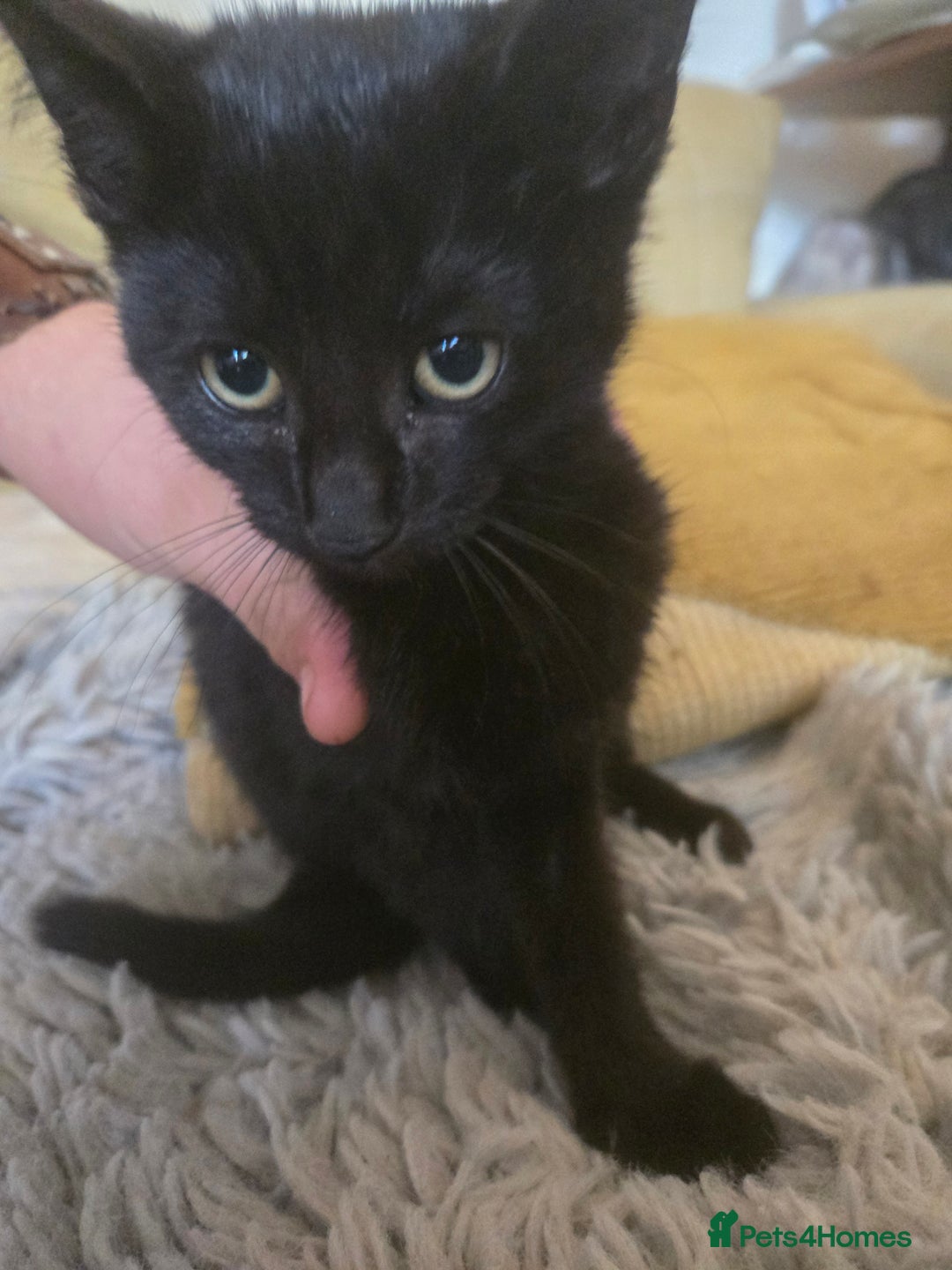 Mixed Breed cats for sale: Gorgeous kittens for sale - Image 2