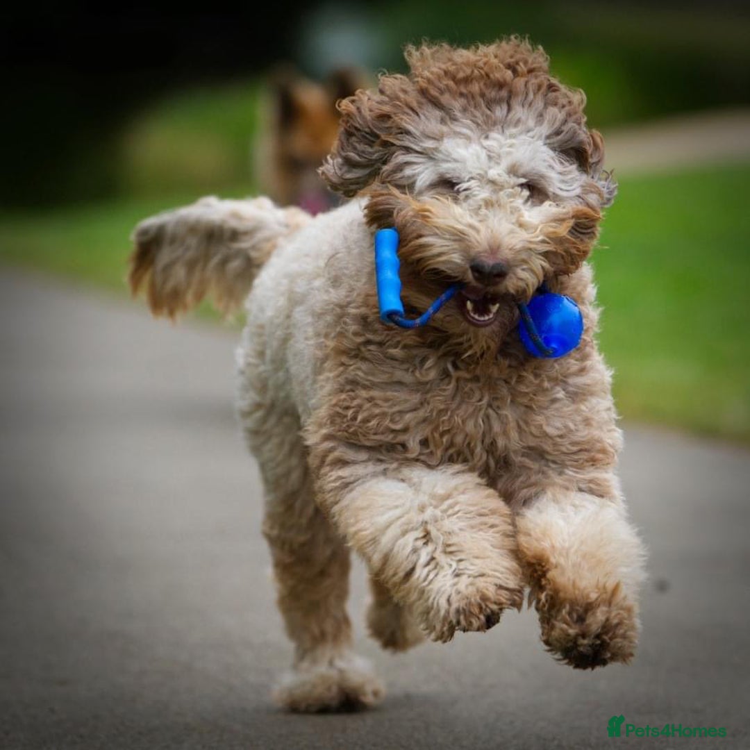 Labradoodle dogs for sale: F4b Standard Labradoodles (Fully Health Tested) - Image 9