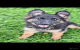 German Shepherd dogs for sale: German Shepherd pups  - Image 1