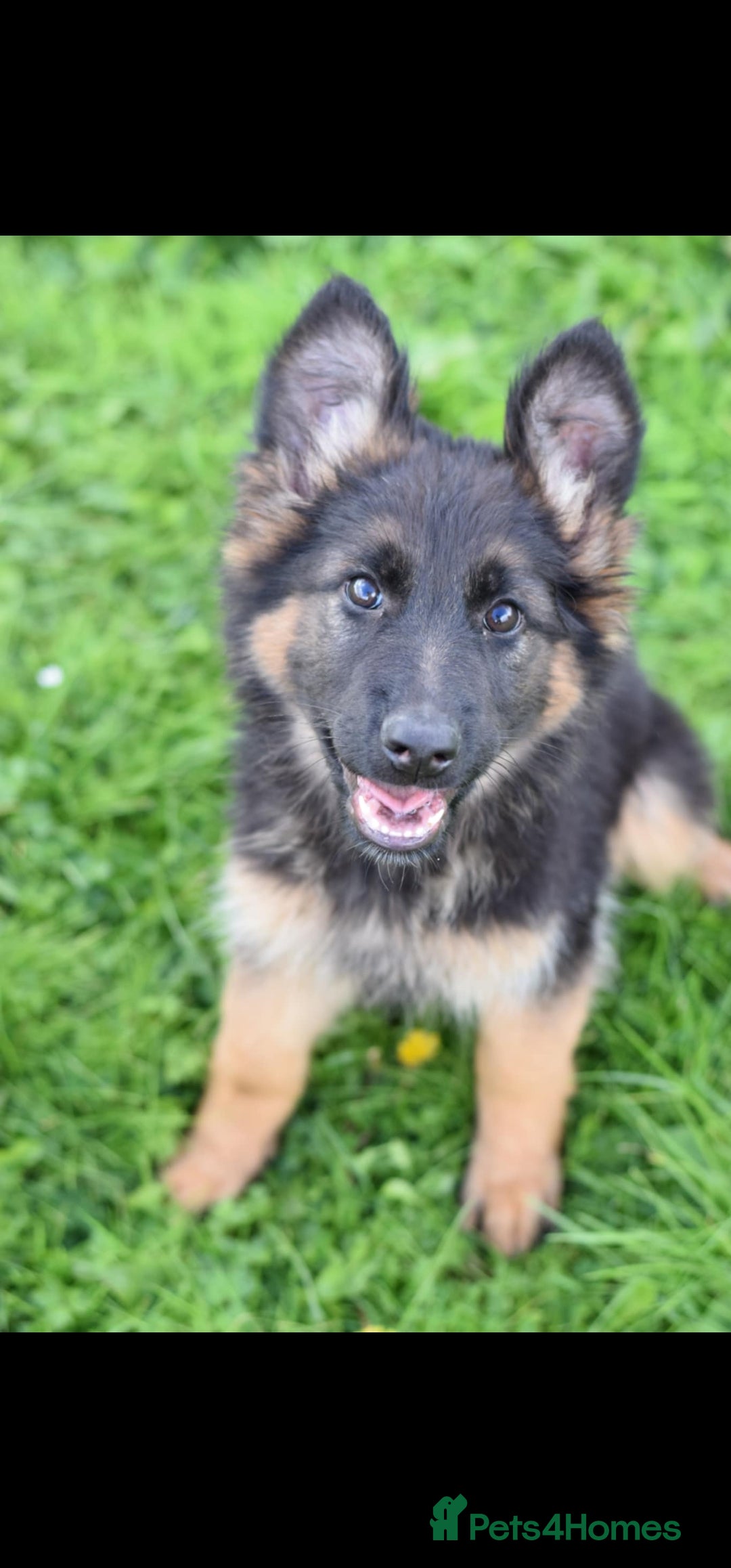 German Shepherd dogs for sale: German Shepherd pups  - Image 1