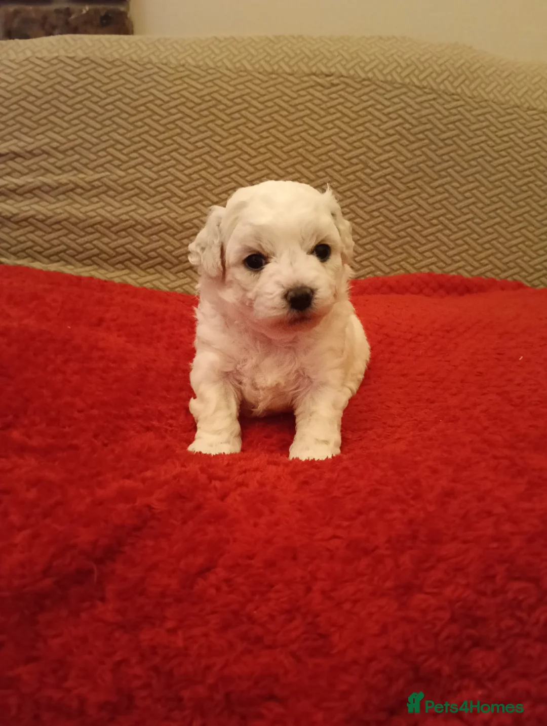 Bichon Frise dogs for sale: Male Bichon Friese  - Advert 3