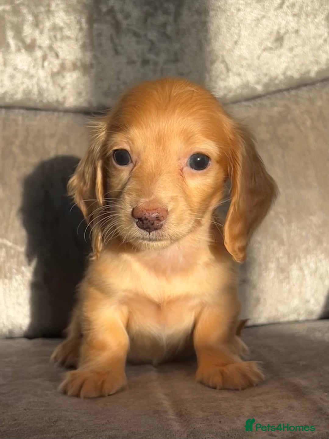 Dachshund dogs for sale: KC miniature long hair dachshunds for sale - Advert 14