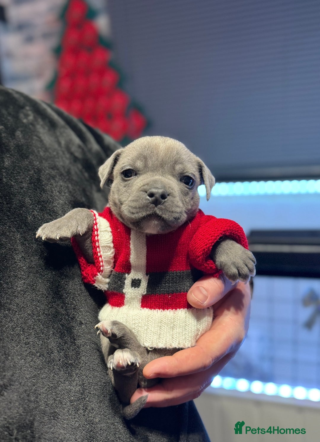 Staffordshire Bull Terrier dogs for sale: Blue Staffordshire Bull Terrier Champion Pup - Advert 3