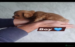 Cockapoo dogs for sale: Adorable Cockapoo’s - Image 8