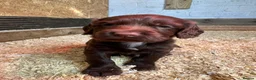 Sprocker dogs for sale: F1 sprocker puppies , ready to go - Advert 7