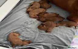 Hungarian Vizsla dogs for sale: Adorable Hungarian Vizsla Puppies - Image 5
