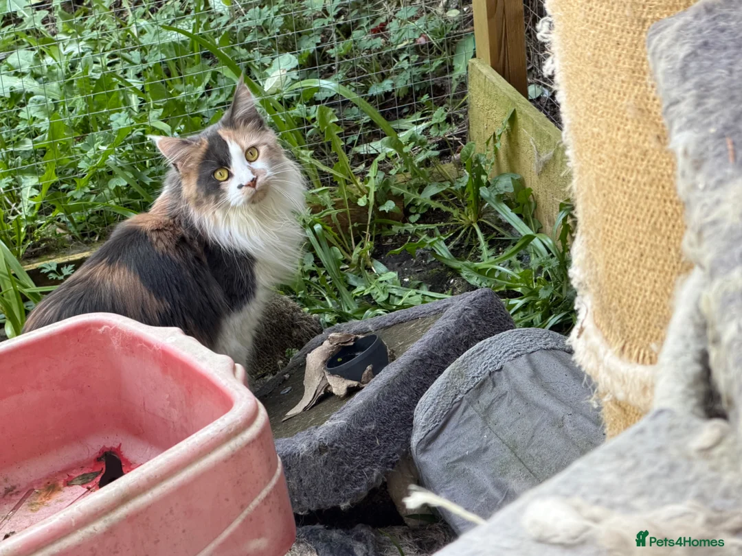 Maine Coon cats for sale: Maine Coons - Advert 6