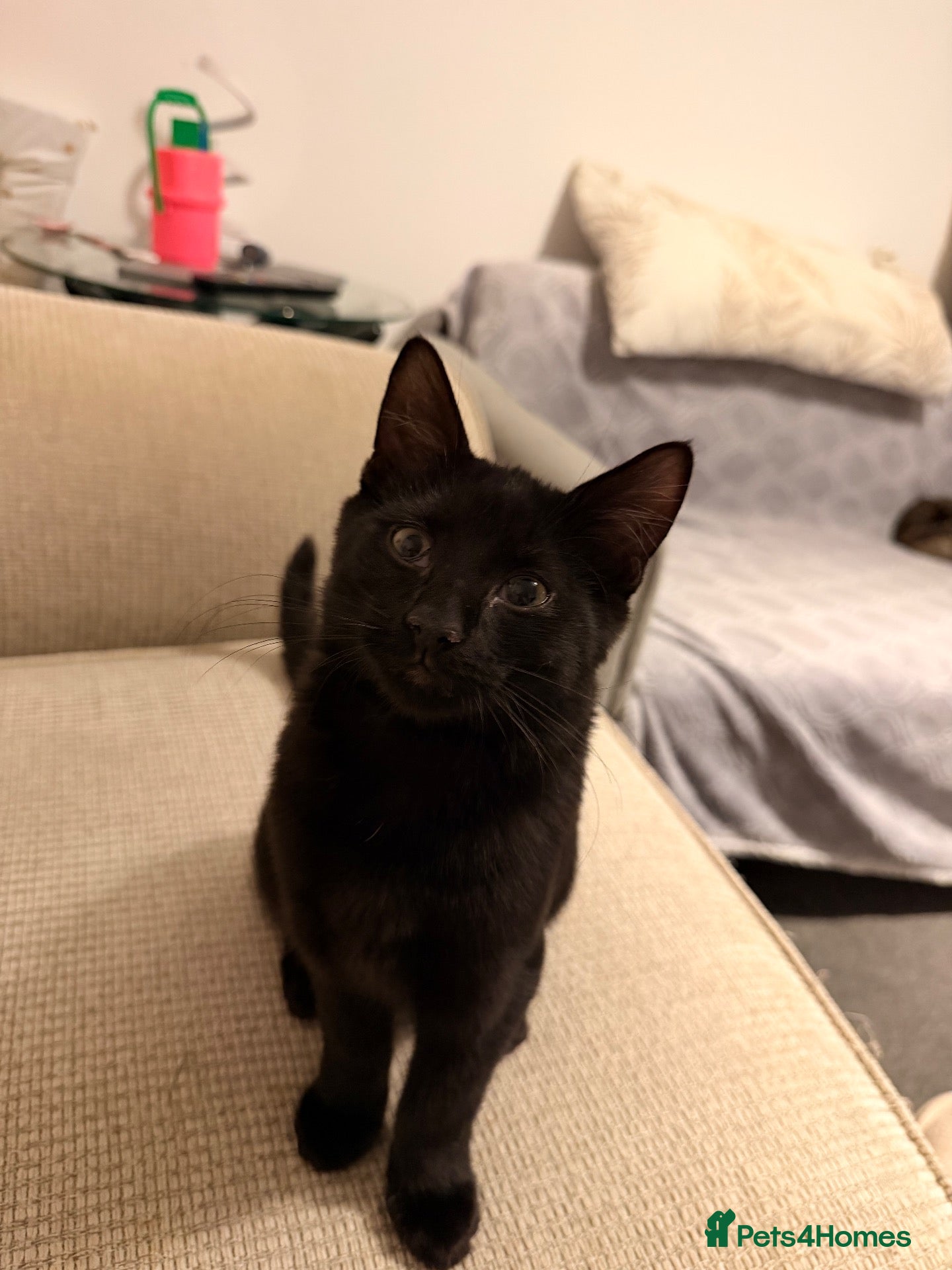 Mixed Breed cats Last boy of the litter £100 - Advert 1