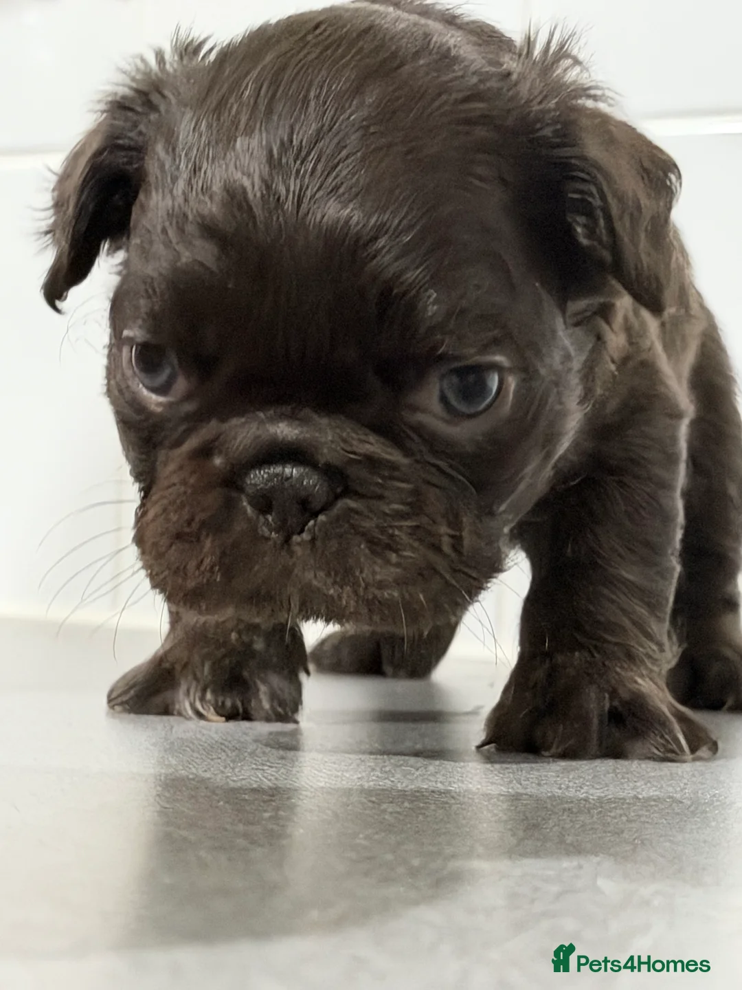 French Bulldog dogs for sale: Micro French bulldog puppies  - Advert 1