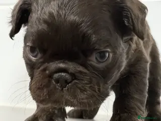 French Bulldog dogs Micro French bulldog puppies - Advert 1