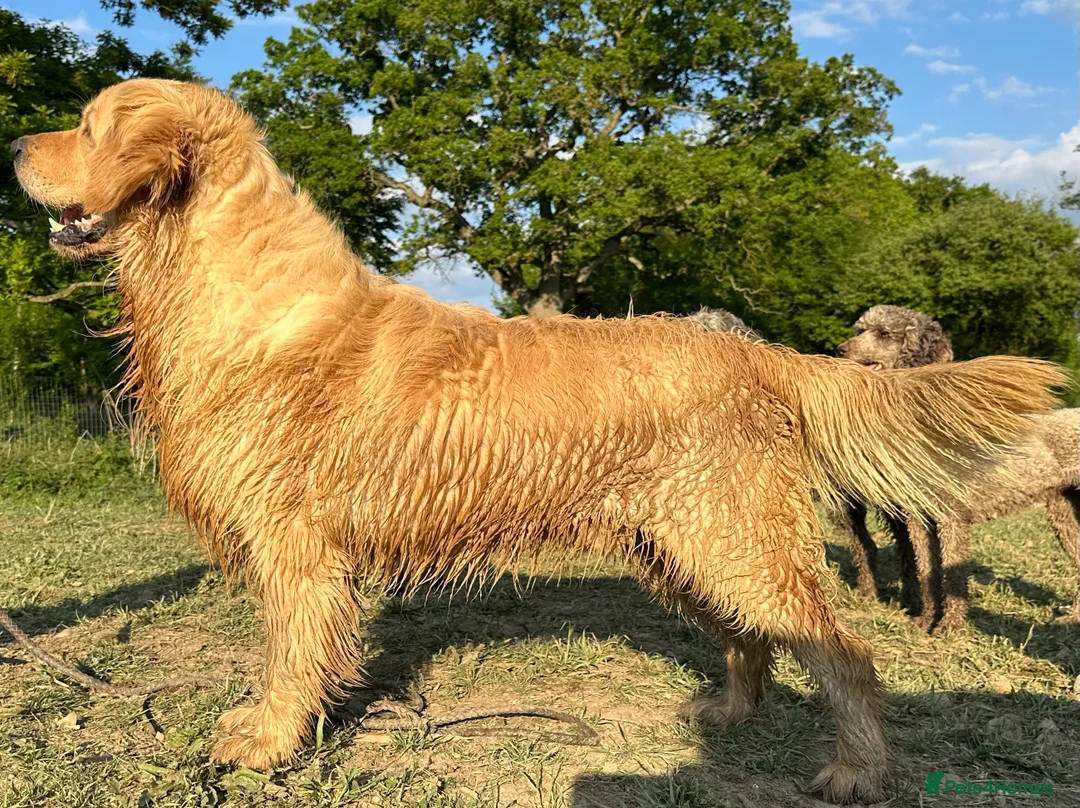 Golden Retriever dogs for stud: Exceptional KC & Tested Golden Retriever For Stud  in Bury Saint Edmunds - Advert 2