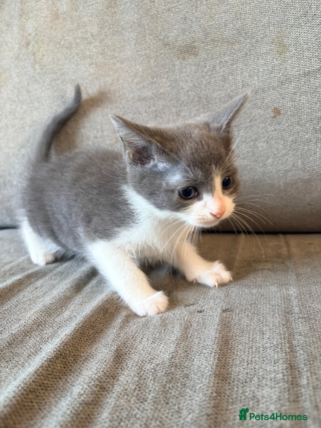 Mixed Breed cats for sale: Male Russian blue x Bengal kitten ( ready to go) - Advert 2