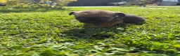 Border Terrier dogs for sale: Border terrior puppy’s  - Advert 5