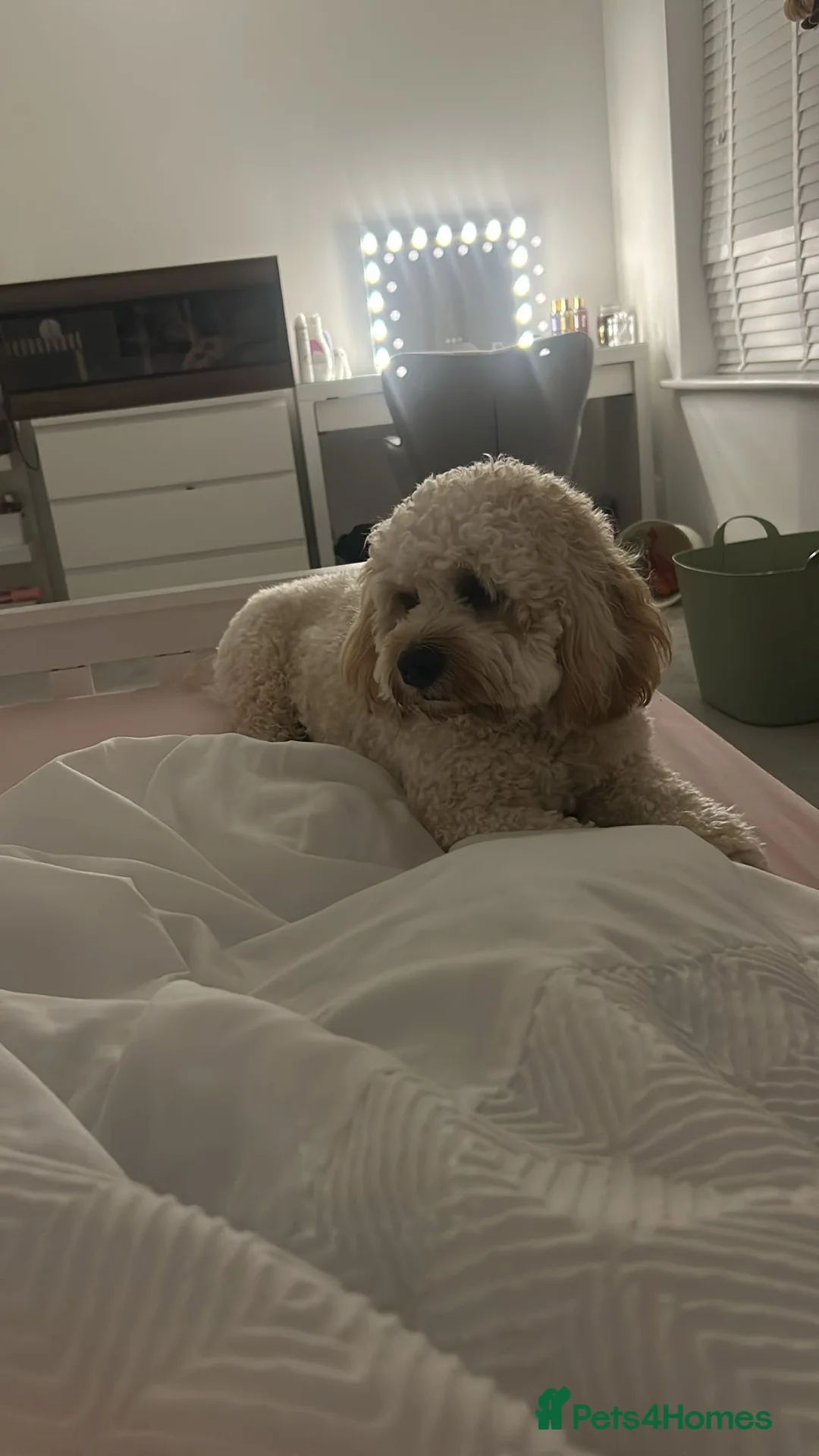 Cavapoo dogs for stud: Gorgeous Cavapoo Male for Stud - Advert 8