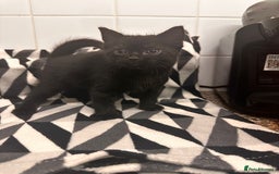 Domestic Shorthair cats for sale: Kittens for sale  - Image 5