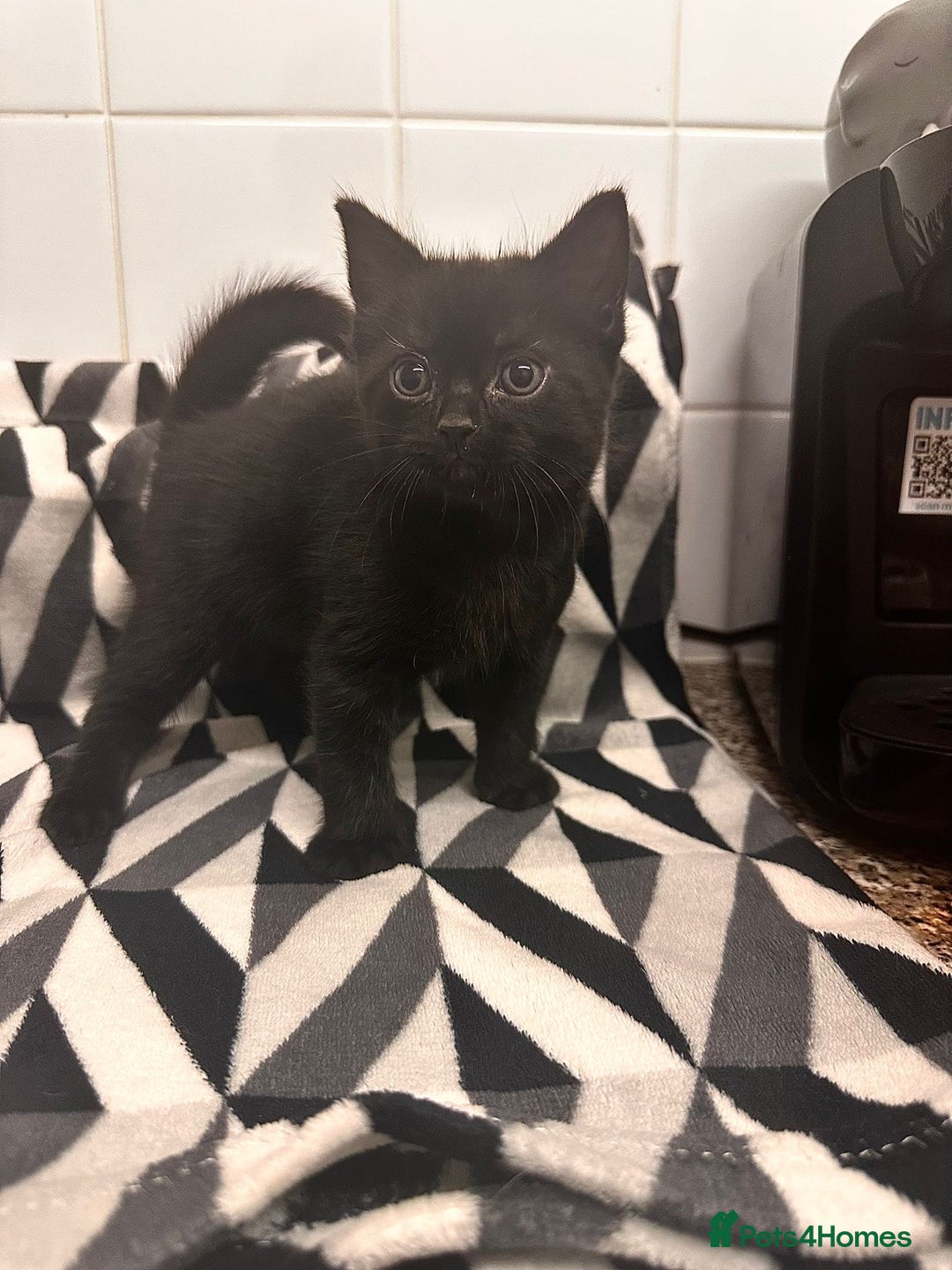 Domestic Shorthair cats for sale: Kittens for sale  - Image 5
