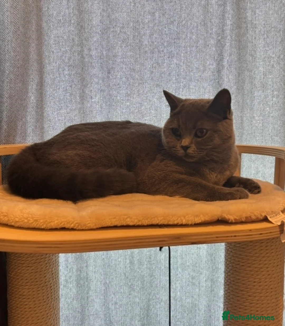 British Shorthair cats for sale: 🏆 Pedigree British shorthair kittens🏆  - Advert 2