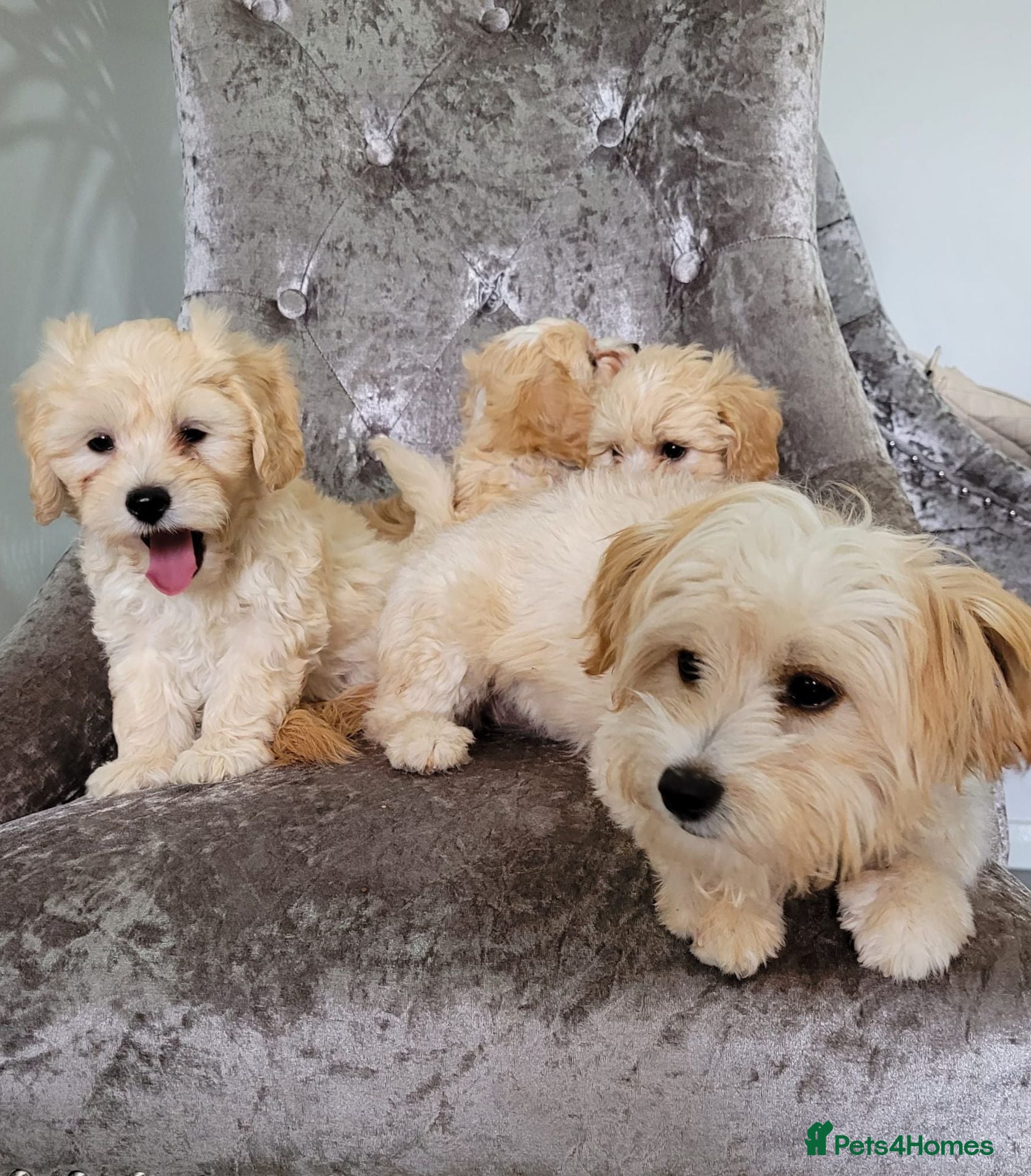 Maltipoo dogs Amazing Asian Maltipo puppies  - Advert 2