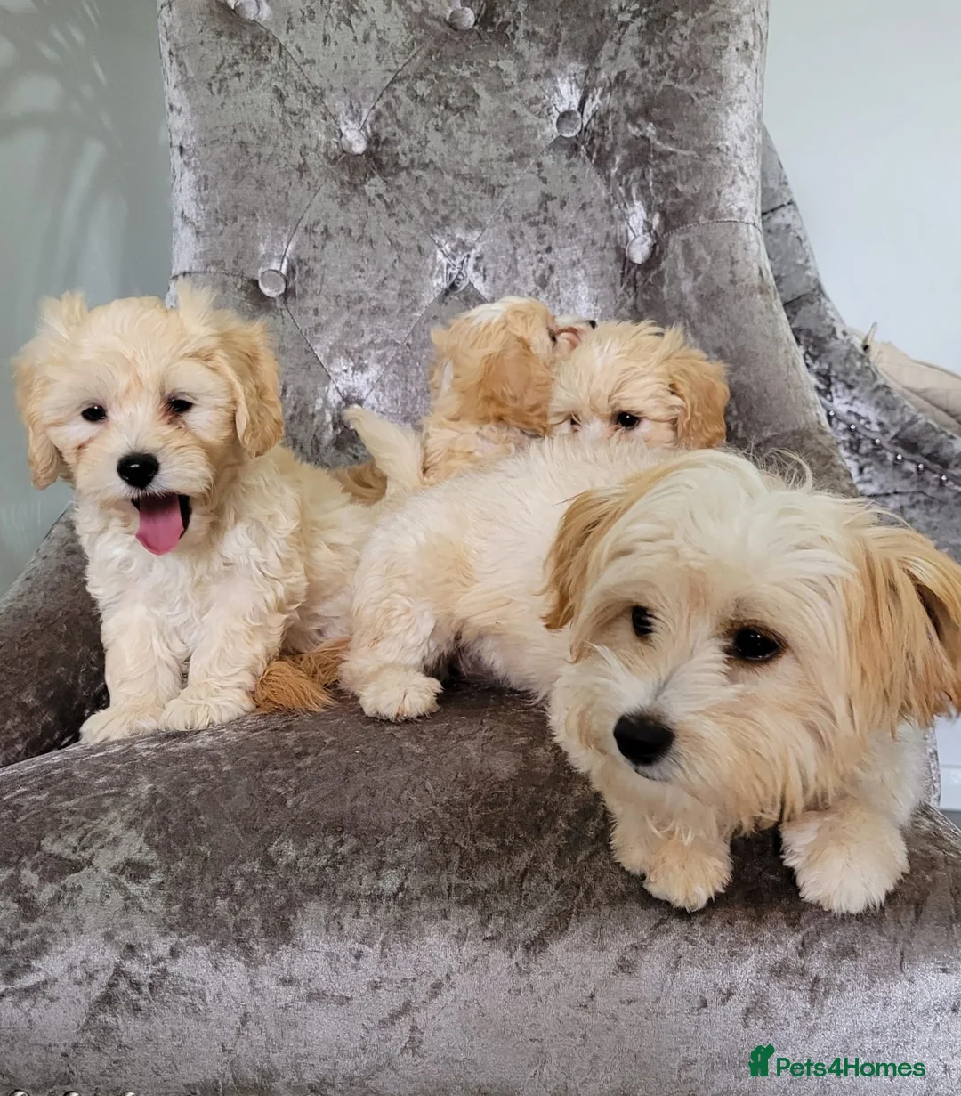 Maltipoo dogs for sale: Amazing Asian Maltipo puppies  - Advert 2