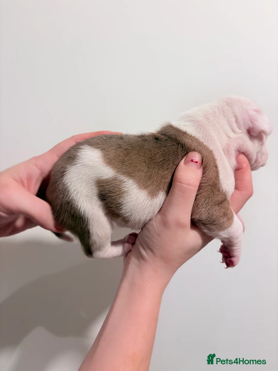 Mixed Breed dogs for sale: 7 gorgeous rare French American Bulldogs - Advert 8