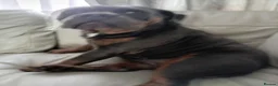 Mixed Breed dogs for sale: 2 year old friendly loyal dog - Advert 3