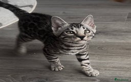 Bengal cats for sale: Breed quality silver bengal kittens 🐆💎🤍🩶🖤 - Image 1