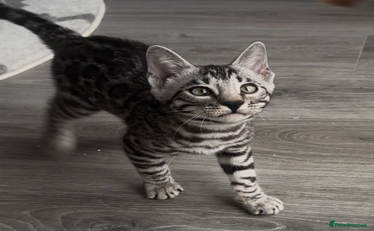 Bengal cats - Advert 2
