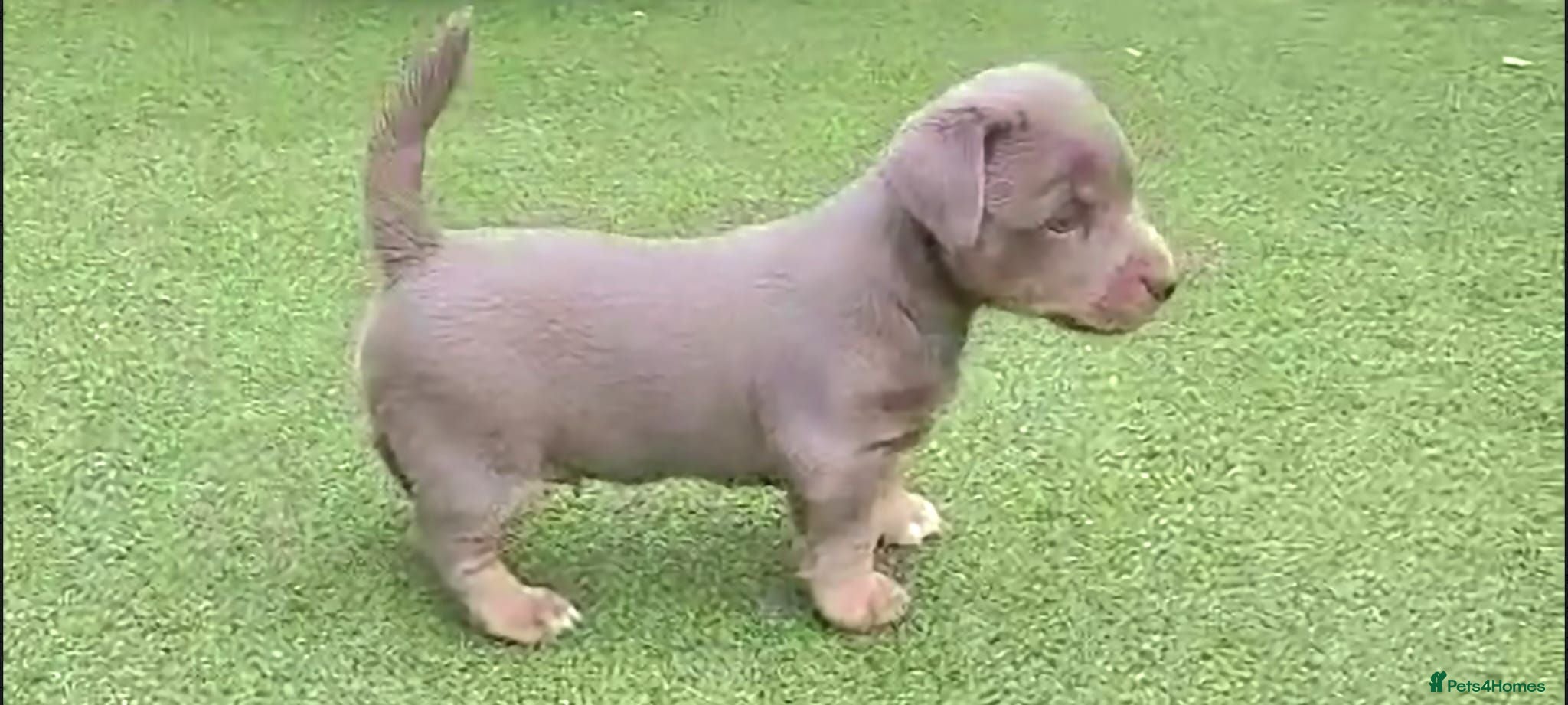 Jack Russell dogs Lilac/ Blue and Tan  Jack Russell puppies - Advert 6